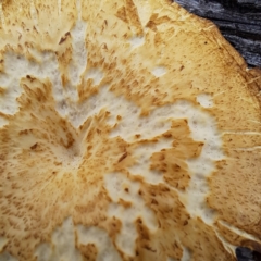 Lentinus arcularius (Fringed Polypore) at Watson, ACT - 16 Jan 2024 by abread111