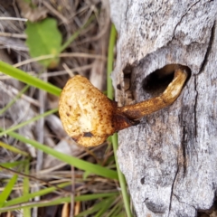 Lentinus arcularius at Mount Majura - 16 Jan 2024