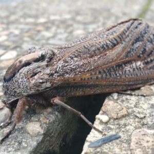 Endoxyla (genus) at Australian National University - 11 Jan 2024