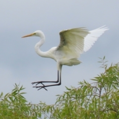 Ardea alba (Great Egret) at Jerrabomberra Wetlands - 16 Jan 2024 by RodDeb