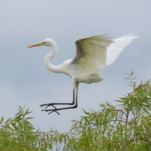 Ardea alba at Jerrabomberra Wetlands - 16 Jan 2024 01:28 PM