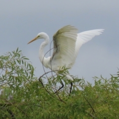 Ardea alba at Jerrabomberra Wetlands - 16 Jan 2024 01:28 PM