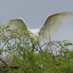 Ardea alba at Jerrabomberra Wetlands - 16 Jan 2024 01:28 PM