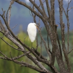 Ardea alba at Jerrabomberra Wetlands - 16 Jan 2024