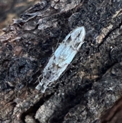 Leptozestis sp nr harmosta at Corroboree Park - 12 Jan 2024 by Pirom