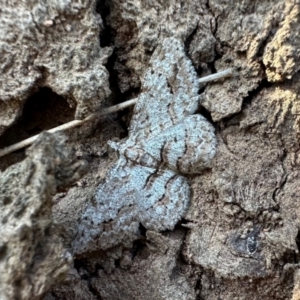 Didymoctenia exsuperata at Mount Ainslie - 10 Jan 2024