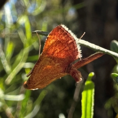 Endotricha pyrosalis (A Pyralid moth (Endotrichinae) at Mount Ainslie - 10 Jan 2024 by Pirom