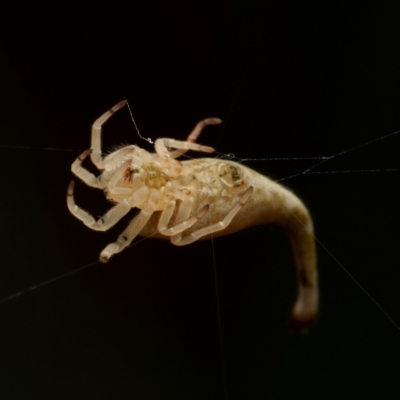 Arachnura higginsi (Scorpion-tailed Spider) at Marrickville, NSW - 16 Jan 2024 by Katbirfdsnaps