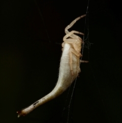 Arachnura higginsi at Marrickville, NSW - 16 Jan 2024