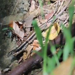 Eulamprus quoyii (Eastern Water Skink) at Shortland, NSW - 17 Sep 2022 by Tammy