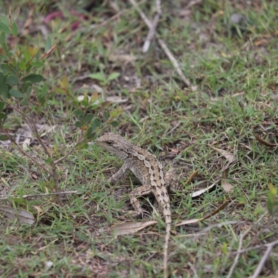 Amphibolurus muricatus (Jacky Lizard) at Booderee National Park1 - 9 Mar 2020 by Tammy