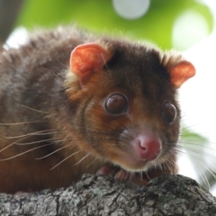 Pseudocheirus peregrinus (Common Ringtail Possum) at Wynnum, QLD - 15 Jan 2024 by TimL