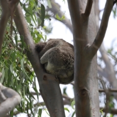 Phascolarctos cinereus (Koala) at Ormiston, QLD - 12 Jan 2024 by TimL