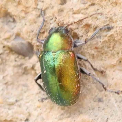 Edusella sp. (genus) (A leaf beetle) at Acton, ACT - 1 Dec 2023 by ConBoekel