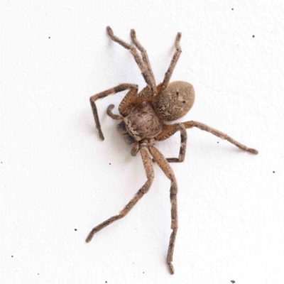 Neosparassus calligaster (Beautiful Badge Huntsman) at Acton, ACT - 1 Dec 2023 by ConBoekel