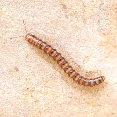 Paradoxosomatidae sp. (family) (Millipede) at Acton, ACT - 1 Dec 2023 by ConBoekel