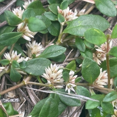 Alternanthera sp. A Flora of NSW (M. Gray 5187) J. Palmer at Rob Roy Range - 16 Jan 2024 by JaneR