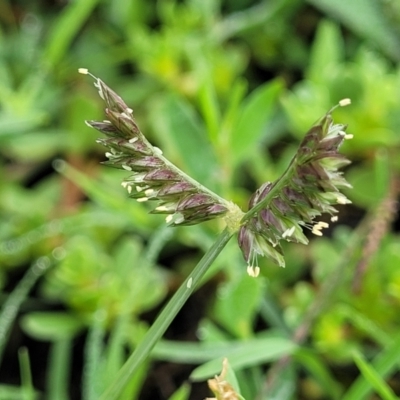 Eleusine tristachya (Goose Grass, Crab Grass, American Crows-Foot Grass) at Crace Grasslands - 17 Jan 2024 by trevorpreston