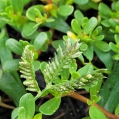 Eleusine tristachya at Crace Grasslands - 17 Jan 2024