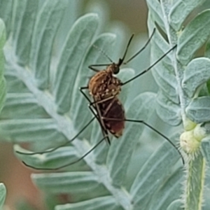 Culicidae (family) at Crace Grasslands - 17 Jan 2024