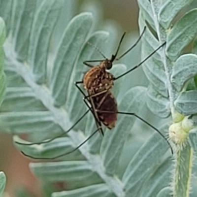 Culicidae (family) (A mosquito) at Crace Grasslands - 16 Jan 2024 by trevorpreston