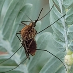 Culicidae (family) at Crace Grasslands - 17 Jan 2024