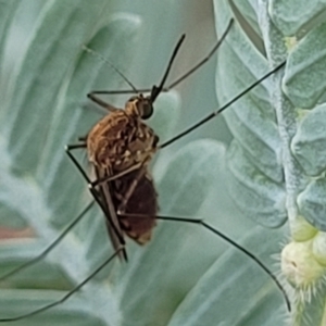 Culicidae (family) at Crace Grasslands - 17 Jan 2024