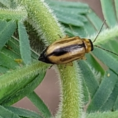 Monolepta froggatti (Leaf beetle) at Crace Grasslands - 17 Jan 2024 by trevorpreston