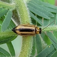 Monolepta froggatti at Crace Grasslands - 17 Jan 2024