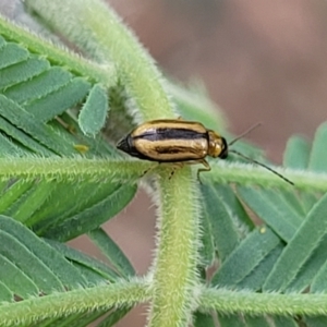 Monolepta froggatti at Crace Grasslands - 17 Jan 2024