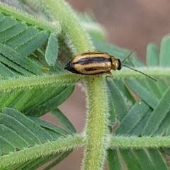 Monolepta froggatti at Crace Grasslands - 17 Jan 2024