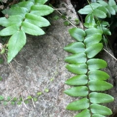 Pellaea calidirupium (Hot Rock Fern) at Rob Roy Range - 15 Jan 2024 by JaneR