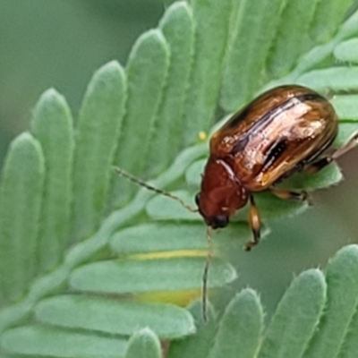 Rhyparida sp. (genus) (Leaf beetle) at Crace Grasslands - 16 Jan 2024 by trevorpreston