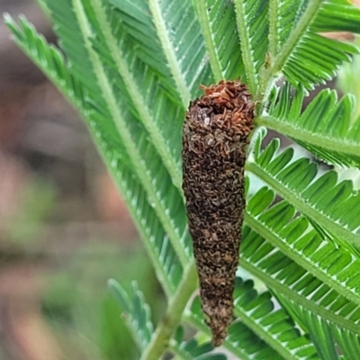 Psychidae (family) IMMATURE (Unidentified case moth or bagworm) at Crace Grasslands - 16 Jan 2024 by trevorpreston