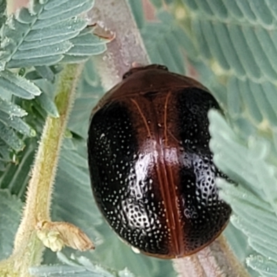Dicranosterna immaculata (Acacia leaf beetle) at Crace Grasslands - 16 Jan 2024 by trevorpreston
