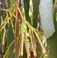 Amyema miquelii (Box Mistletoe) at Banks, ACT - 15 Jan 2024 by JaneR