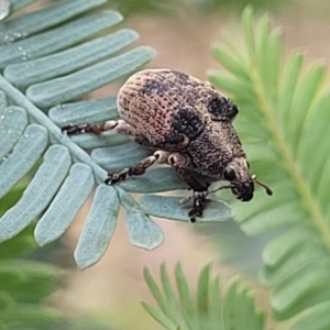 Gonipterus sp. (genus) at Crace Grasslands - 17 Jan 2024