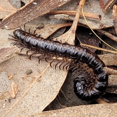 Paradoxosomatidae sp. (family) (Millipede) at Crace Grasslands - 16 Jan 2024 by trevorpreston