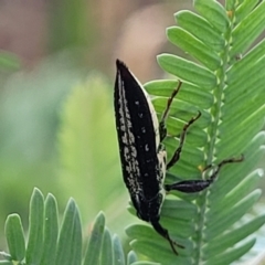 Rhinotia adelaidae (A belid weevil) at Crace Grasslands - 16 Jan 2024 by trevorpreston