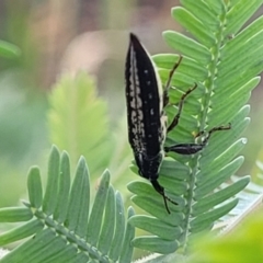 Rhinotia adelaidae at Crace Grasslands - 17 Jan 2024