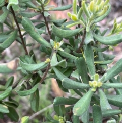 Persoonia rigida (Hairy Geebung) at Rob Roy Range - 16 Jan 2024 by JaneR