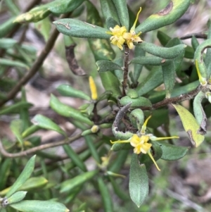 Persoonia rigida at Rob Roy Range - 16 Jan 2024 01:23 PM