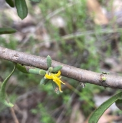 Persoonia rigida at Rob Roy Range - 16 Jan 2024 01:23 PM