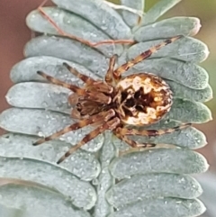 Araneus hamiltoni (Hamilton's Orb Weaver) at Crace Grasslands - 17 Jan 2024 by trevorpreston