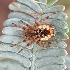 Araneus hamiltoni (Hamilton's Orb Weaver) at Crace Grasslands - 16 Jan 2024 by trevorpreston