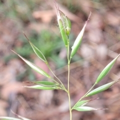 Rytidosperma sp. (Wallaby Grass) at Crace Grasslands - 16 Jan 2024 by trevorpreston