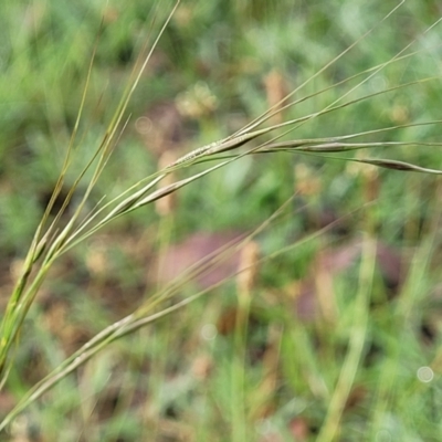 Austrostipa sp. (A Corkscrew Grass) at Crace Grasslands - 16 Jan 2024 by trevorpreston