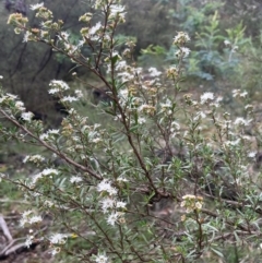 Kunzea ericoides at Rob Roy Range - 16 Jan 2024