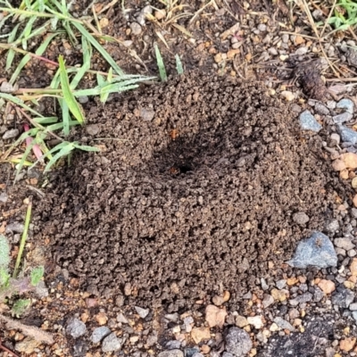 Camponotus consobrinus (Banded sugar ant) at Crace Grasslands - 17 Jan 2024 by trevorpreston