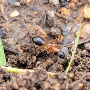 Camponotus consobrinus at Crace Grasslands - 17 Jan 2024 08:07 AM